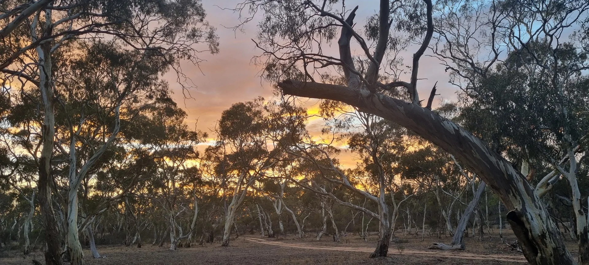 Mallee scrub at sunset — the Wimmera at its best