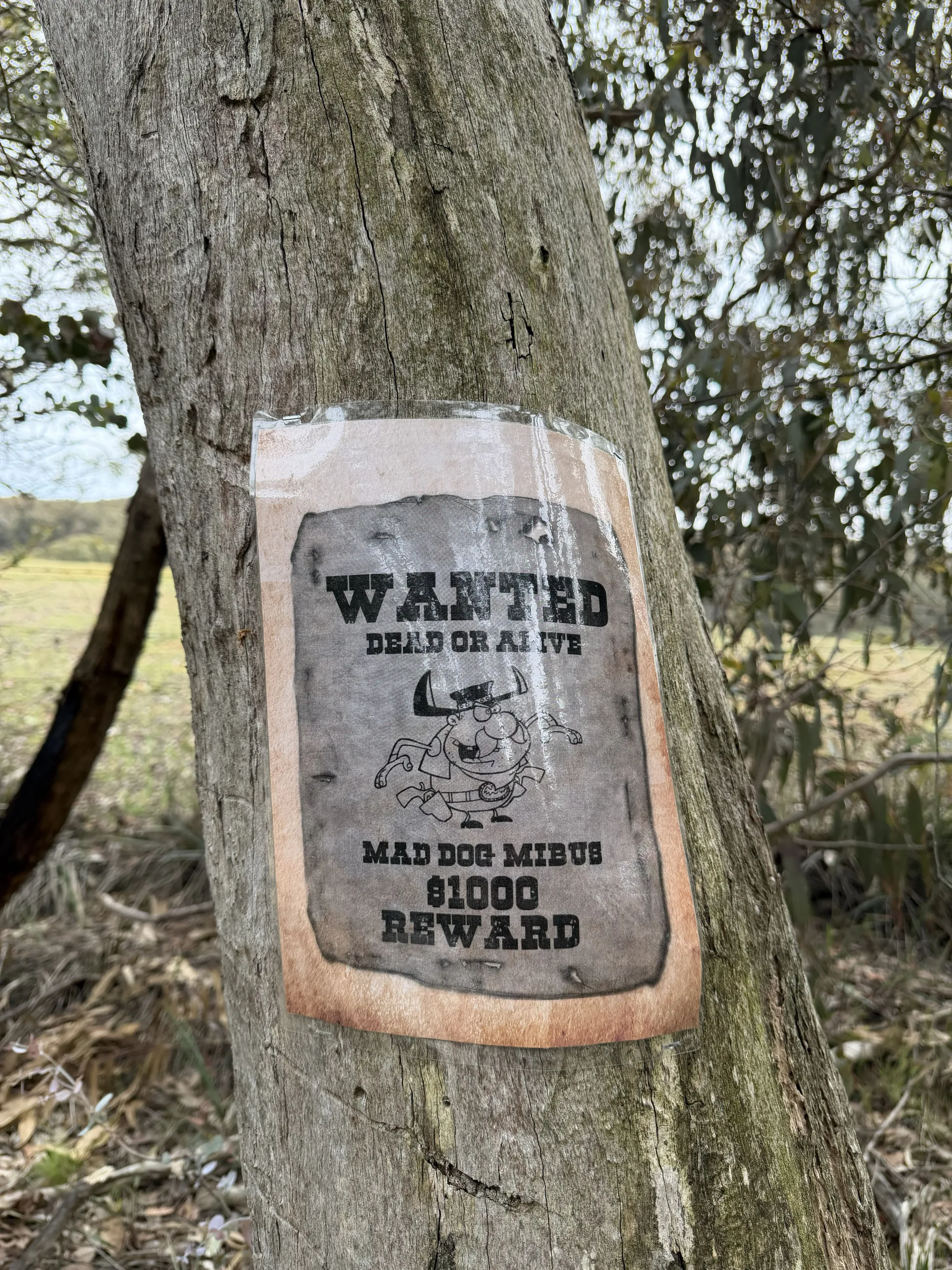 Wanted poster nailed to a gum tree in the Goldfields